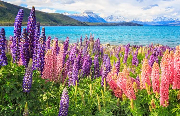 lake Tekapo