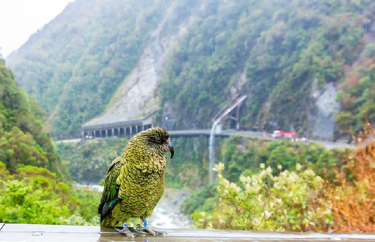 Kea at Arthurs Pass