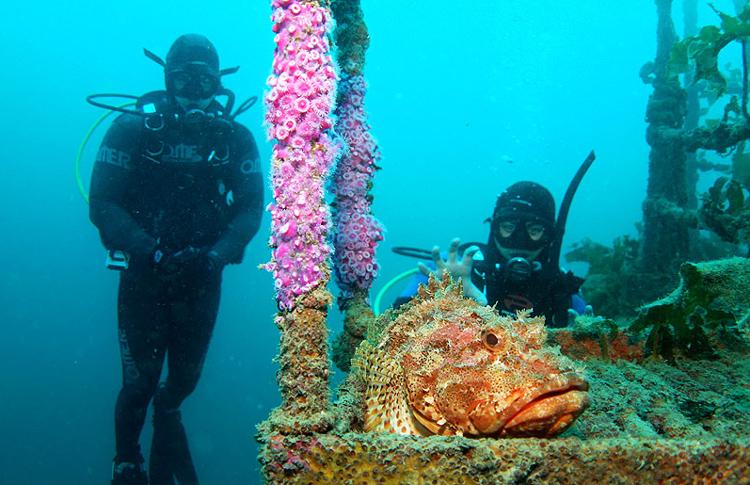 Diving the Twin Wrecks New Zealand