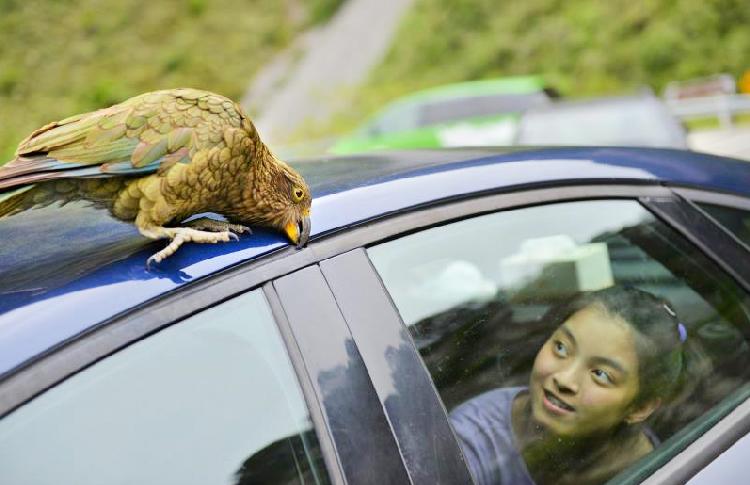 Kea Holmer Tunnel Milford Road