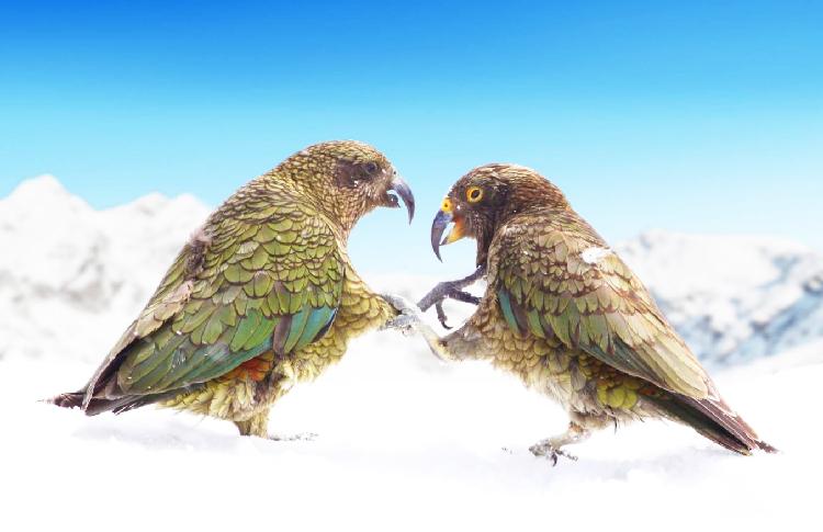 Kea play on Skifield