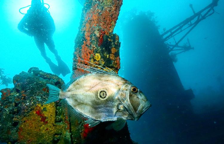 Scuba Diving New Zealand