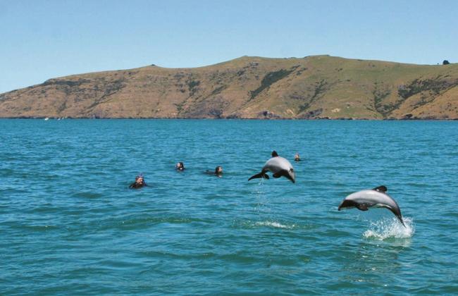 Hectors Dolphins