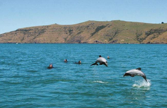 Hectors Dolphins Akaroa