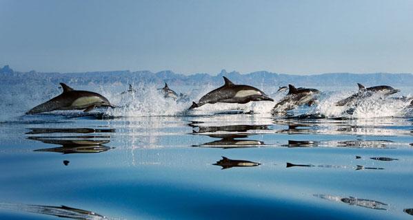 New Zealand bottle nosed dolphin