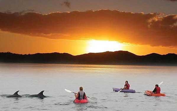 Kayakers with dolphins