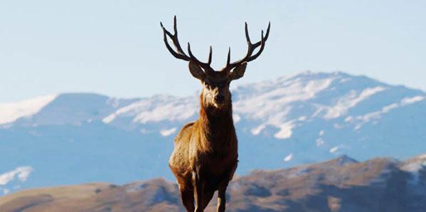 New Zealand Stag