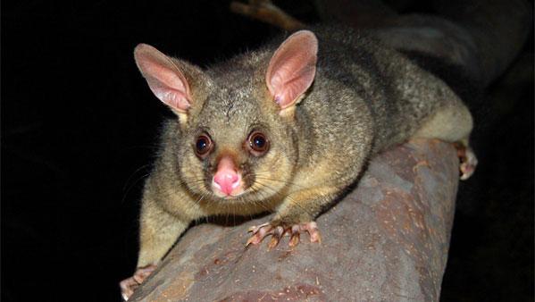 New Zealand pest possum