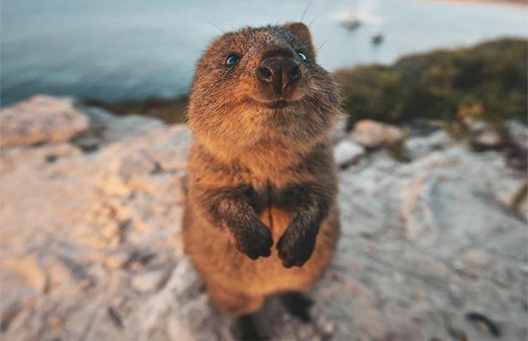 Australian unique Quokka