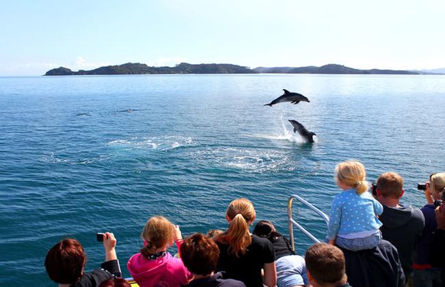 Bay of Islands dolphins playing