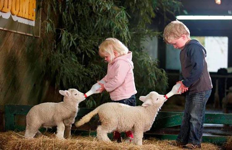 Feeding pet lambs in Rotorua