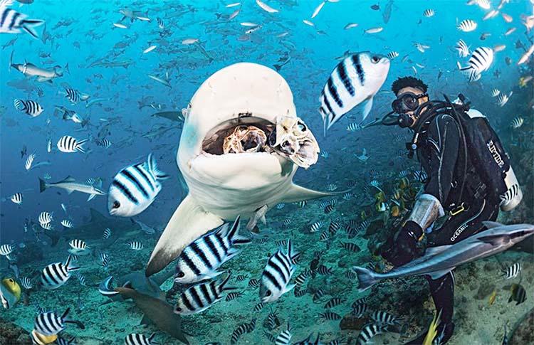 Diving with bull sharks at Beqa Lagoon