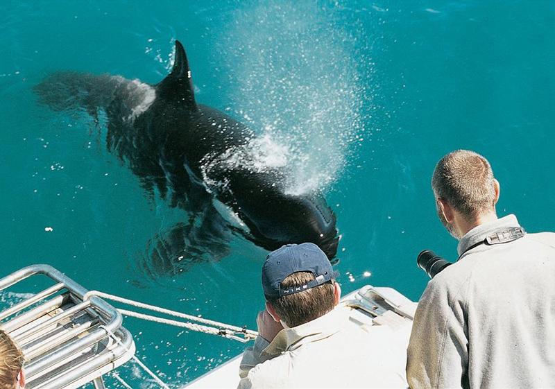 New Zealand's curious Orca