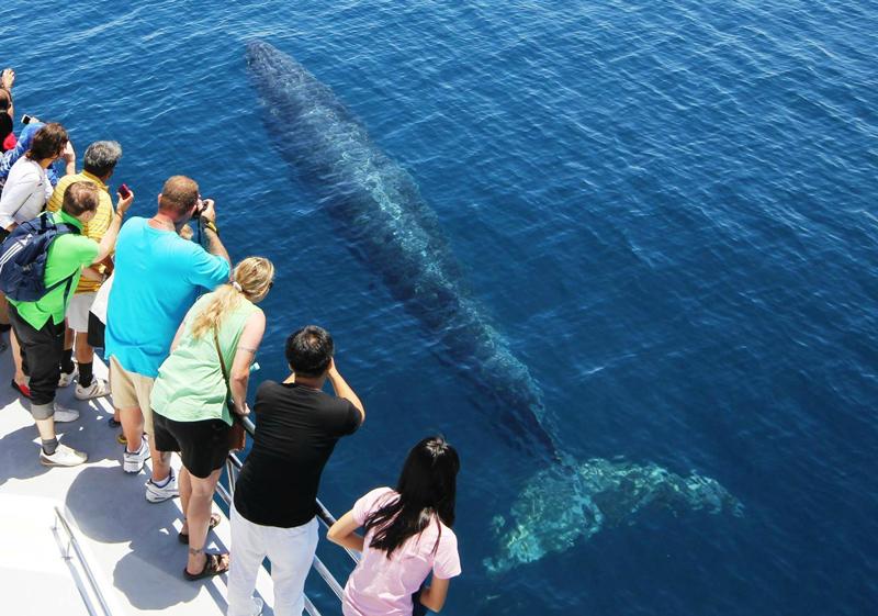 Bryde whale viewed from whale watching boat in Auckland