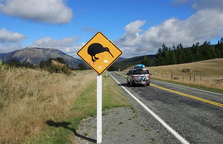 Careful!Kiwis crossing the road