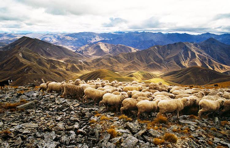 Dunstan Downs high country sheep farm with Merino Sheep known for its high value yarn