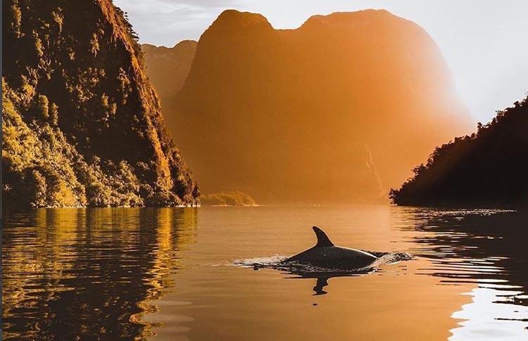 Dolphin swims at Doubtful Sound