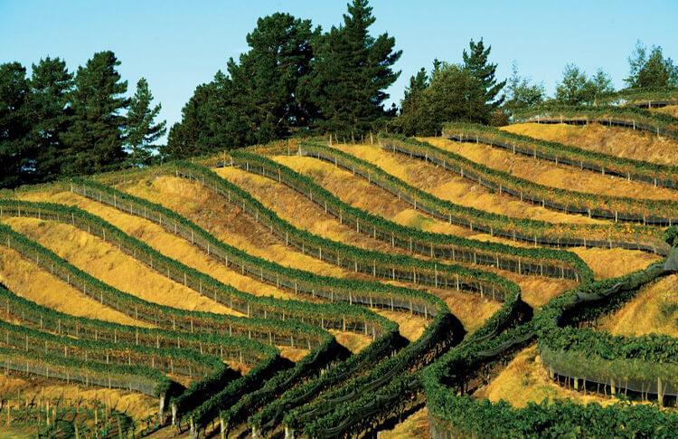 Esk Valley vines