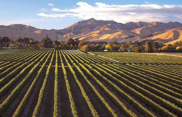 Saint Clair vineyard in the Gimblett Gravels