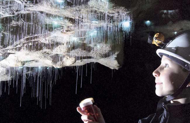 Glow Worms