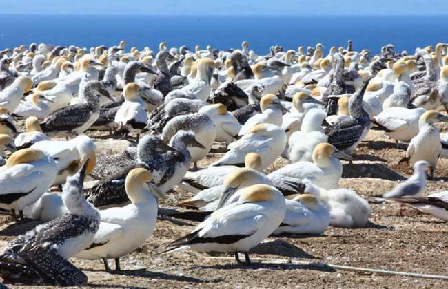 Gannet Colony at Cape Kidnappers