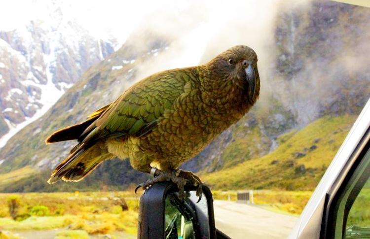 Mountain Parrot Kea