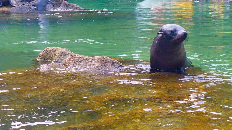 Seal Abel Tasman