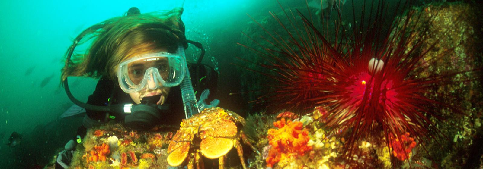 Diver exploring the diverse underwater critters at New Zealand's Poor Knights marine reserve.
