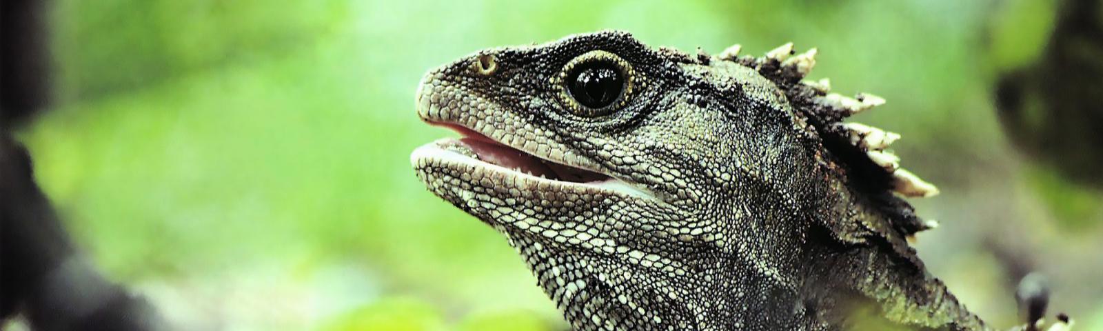 New Zealand Animals