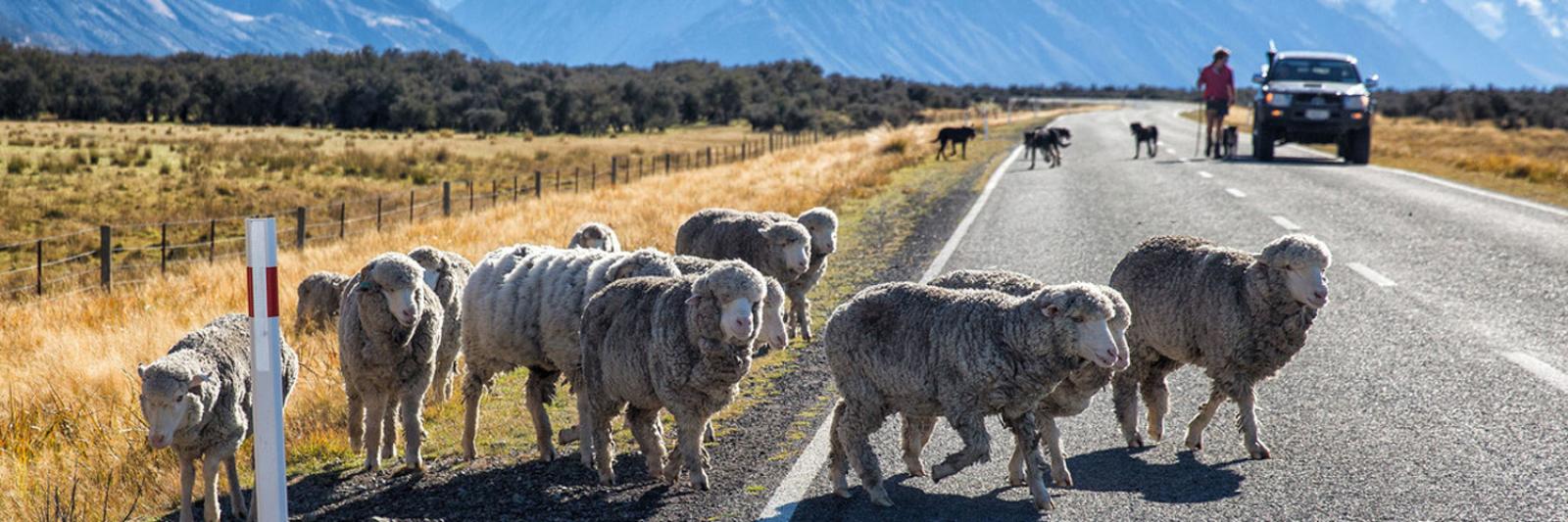 Sheep crossing road in New Zealand