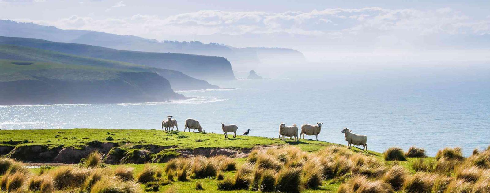 Driving in Remote New Zealand