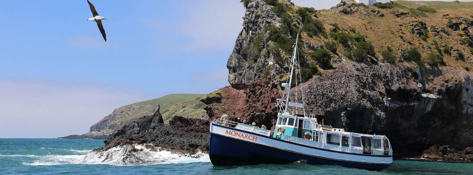 Dunedin Discovery 