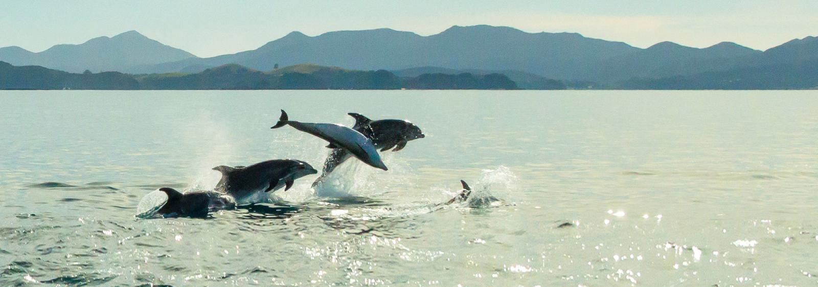 Dolphins Bay of Islands