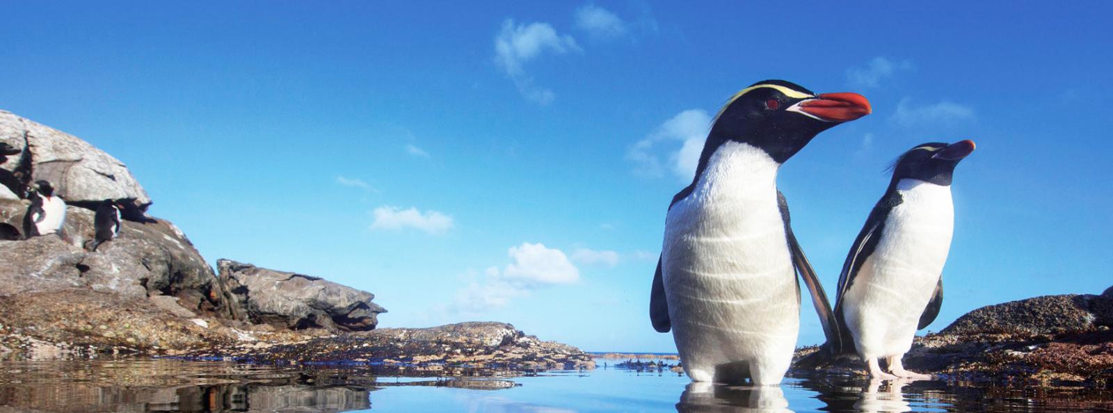 Birding Itinerary New Zealand