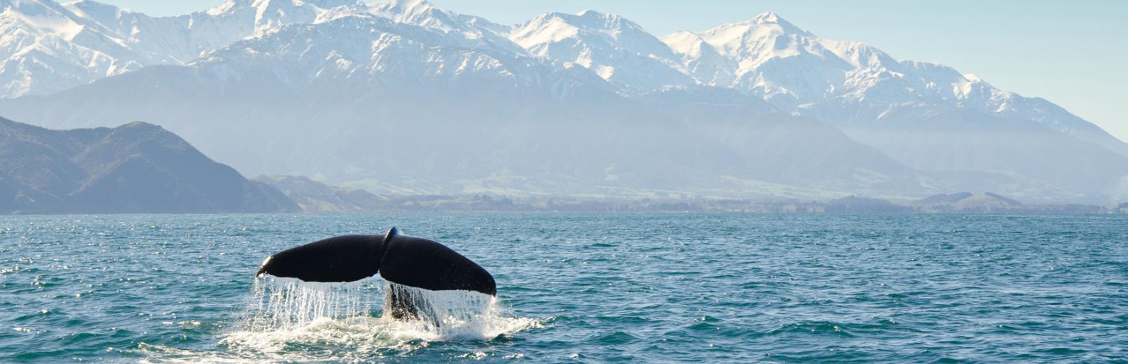 The South's Dolphin, Whale & Nature Tour
