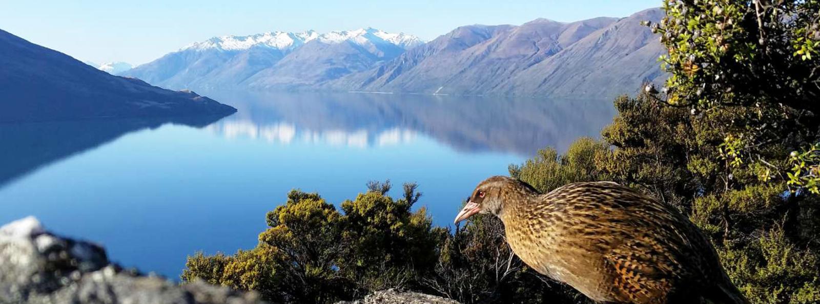 NZ Birding Tour