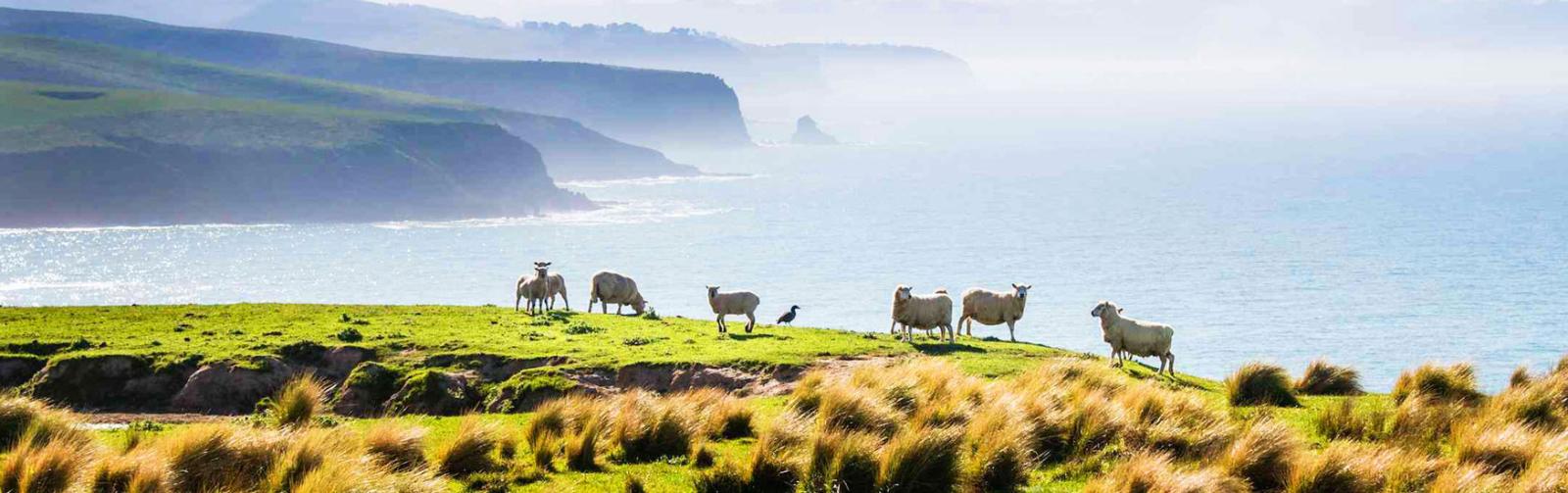 sheep New Zealand