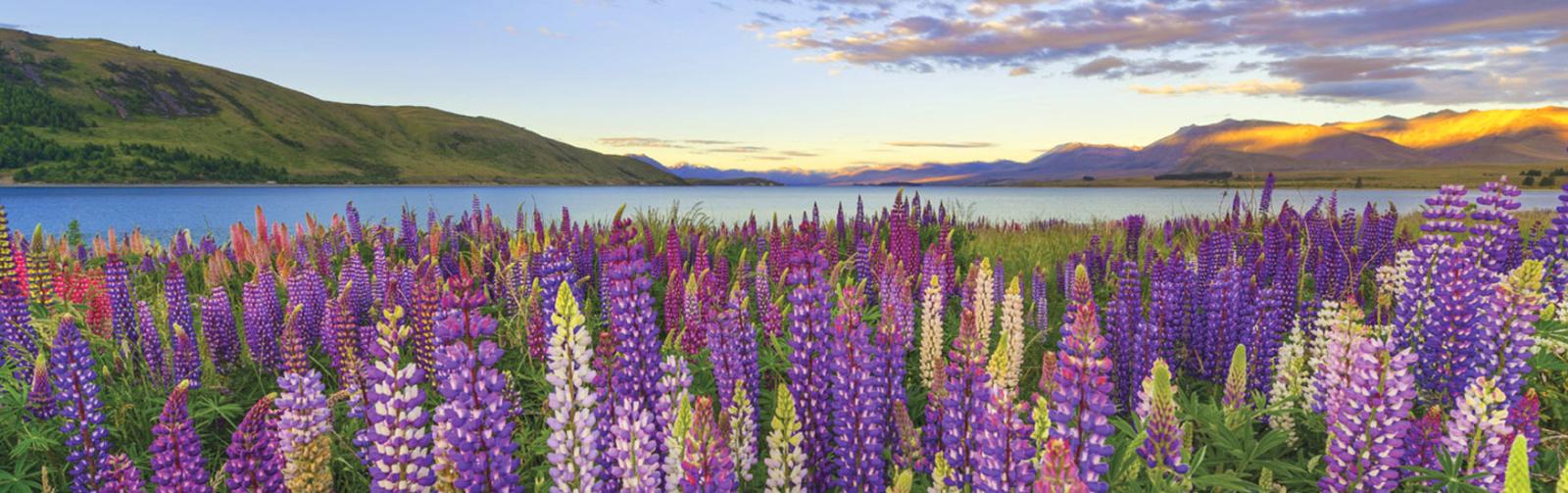 Lake Tekapo