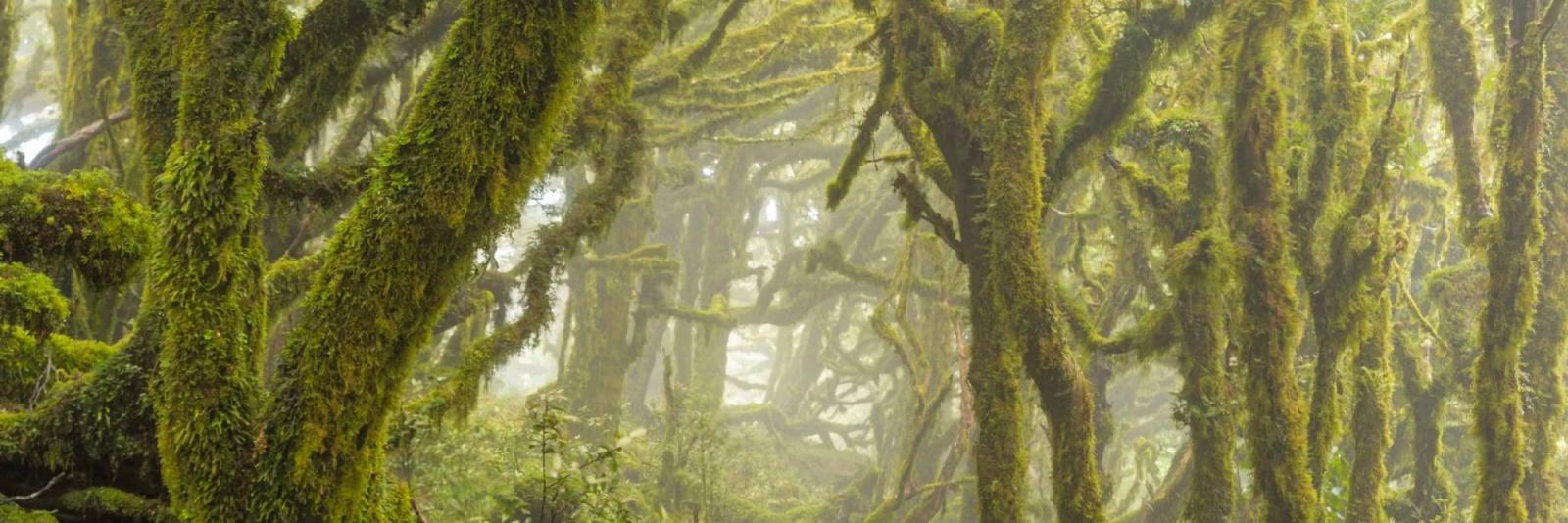 Carbon Offsett