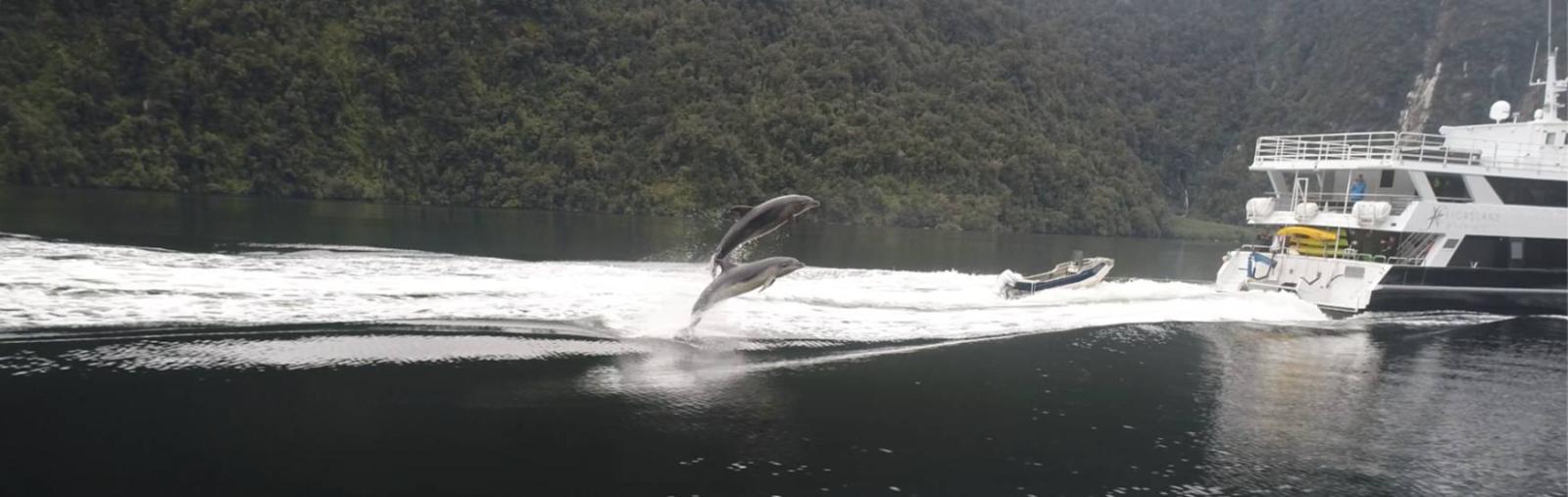 Fiordland Discovery 6 Nights Northern Fiords Prices
