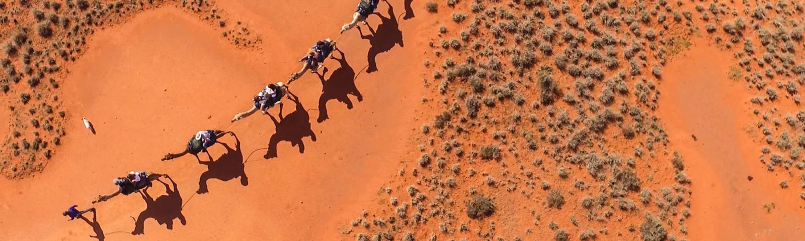 Australian Camel