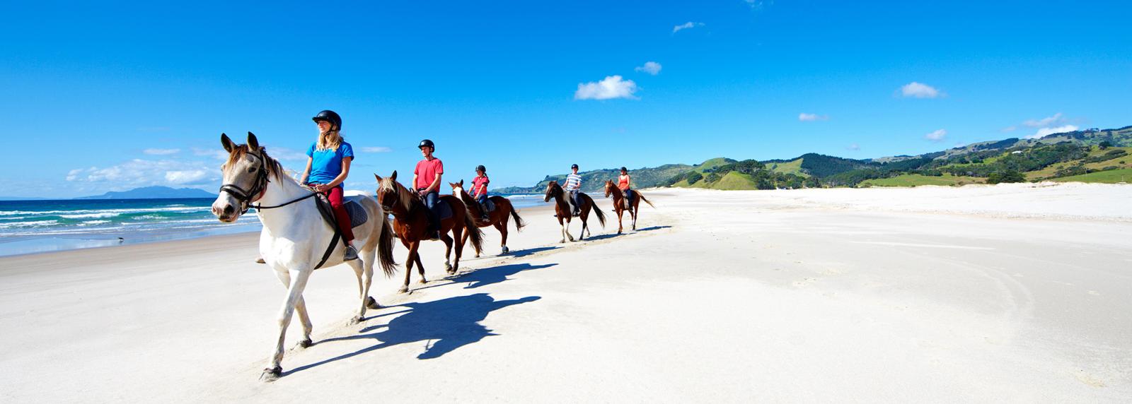 Day Horse Riding North of Auckland