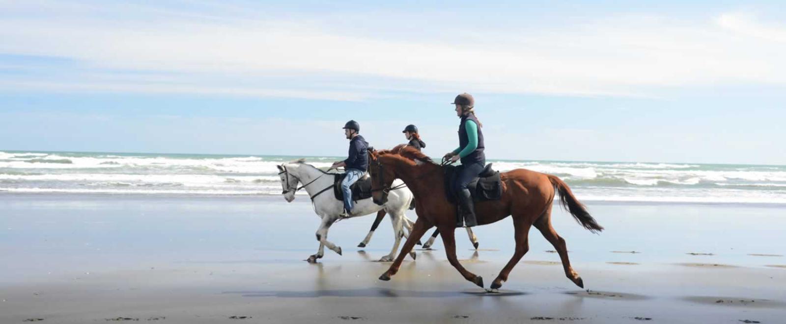3 mighty horses thunder along the beach in North Auckland.