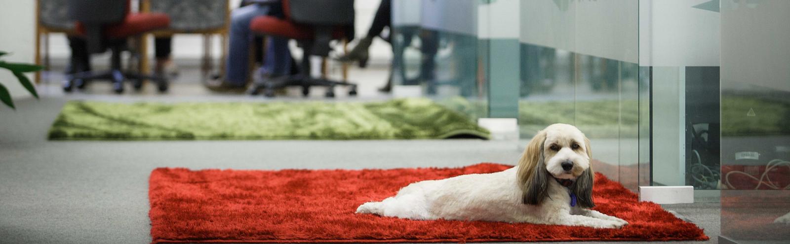 Dusty the Dog reigns supreme at First Light Travel's Auckland Office