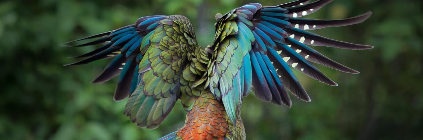Beautiful New Zealand Kea Bird