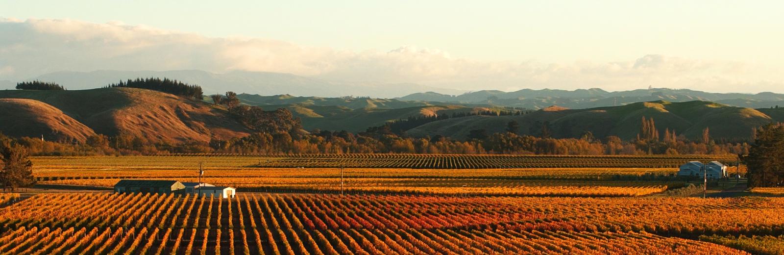 Hawkes Bay Wine District