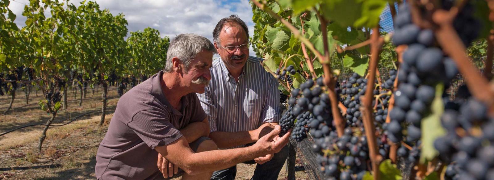 A winemaker from Hawkesbay is checking his grapes to see if they are ripe.