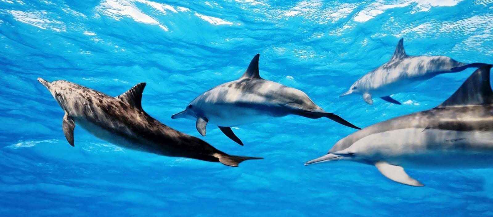 Dolphins playing in the beautiful Bay of Islands New Zealand.