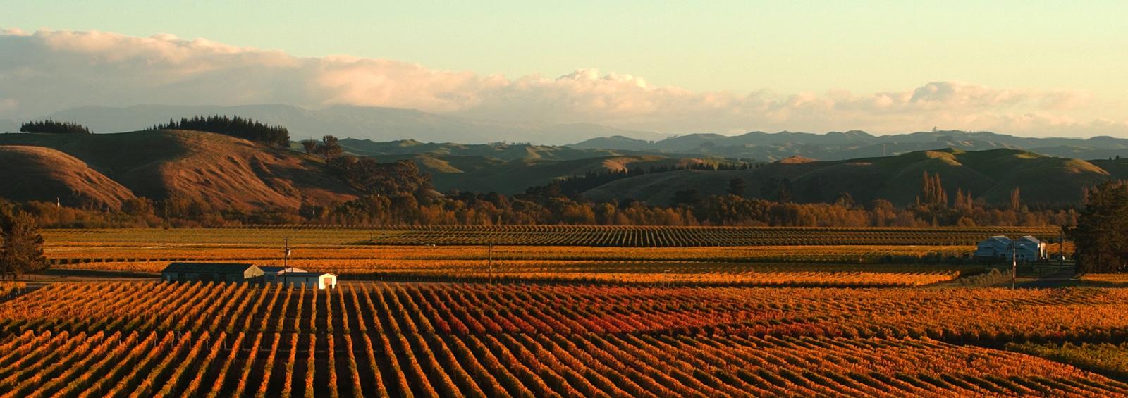 Hawkes Bay vineyards shimmer in the sunset.