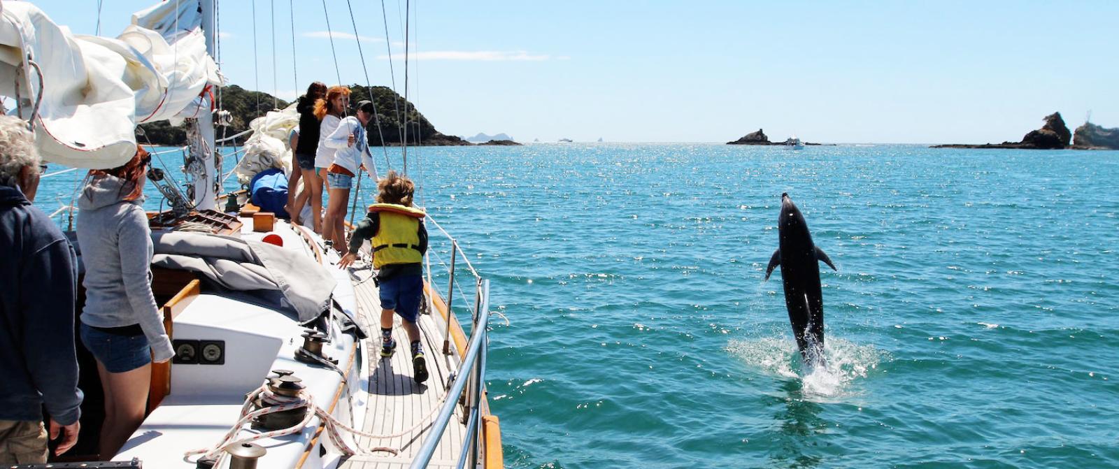 A group watching a dolphin while sailing in the Bay of Islands.